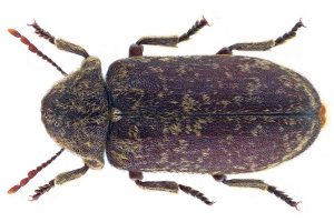 Deathwatch Beetle