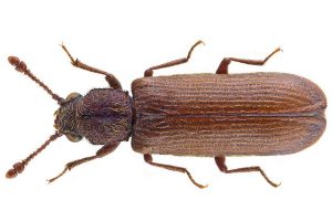 Powderpost Beetle