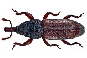 Wood Boring Weevil